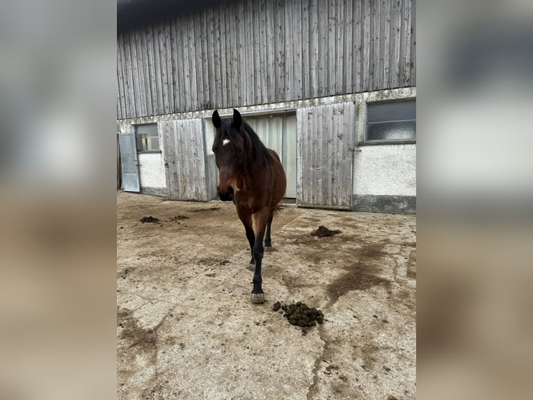 Meer ponys/kleine paarden Mix Ruin 14 Jaar 155 cm Donkerbruin in Moosdorf