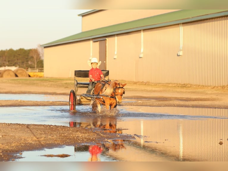 Meer ponys/kleine paarden Ruin 14 Jaar 91 cm in Nevis, MN