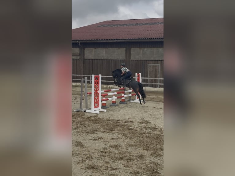 Meer ponys/kleine paarden Ruin 15 Jaar 125 cm Bruin in Penesedt