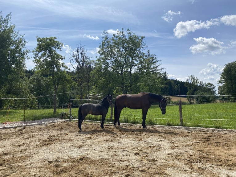 Meer ponys/kleine paarden Ruin 15 Jaar 125 cm Bruin in Penesedt