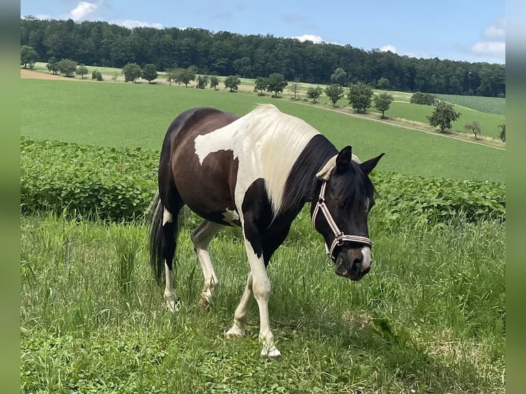 Meer ponys/kleine paarden Mix Ruin 15 Jaar 143 cm Gevlekt-paard in Ingelfingen