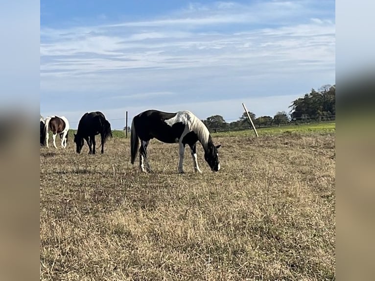 Meer ponys/kleine paarden Mix Ruin 15 Jaar 143 cm Gevlekt-paard in Ingelfingen