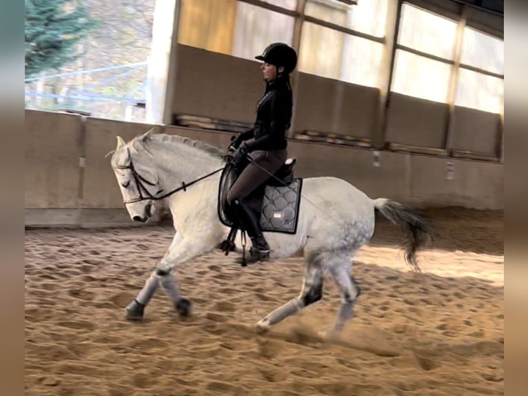 Meer ponys/kleine paarden Ruin 15 Jaar 146 cm Schimmel in Wien, Leopoldstadt