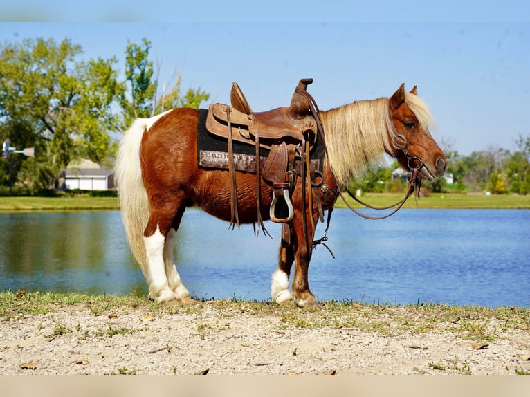 Meer ponys/kleine paarden Ruin 15 Jaar 81 cm Gevlekt-paard in Corsica