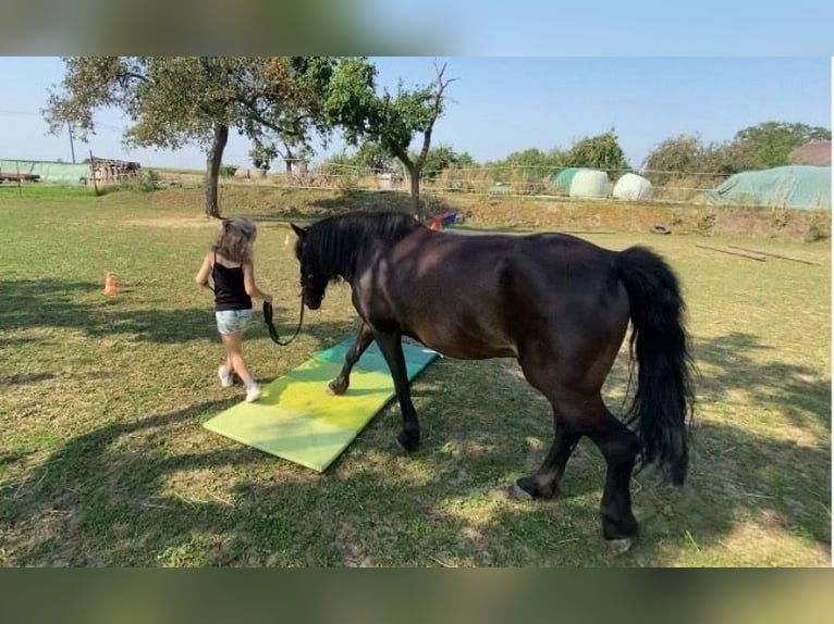 Meer ponys/kleine paarden Mix Ruin 16 Jaar 125 cm Zwart in Weigenheim