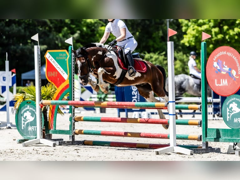 Meer ponys/kleine paarden Mix Ruin 16 Jaar 130 cm Gevlekt-paard in Błędowa Tyczyńska