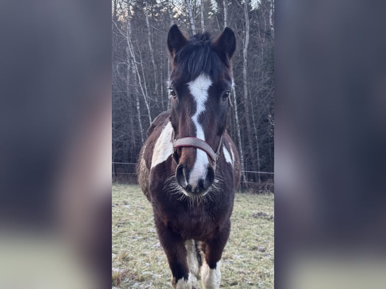 Meer ponys/kleine paarden Mix Ruin 16 Jaar 130 cm Gevlekt-paard in Błędowa Tyczyńska