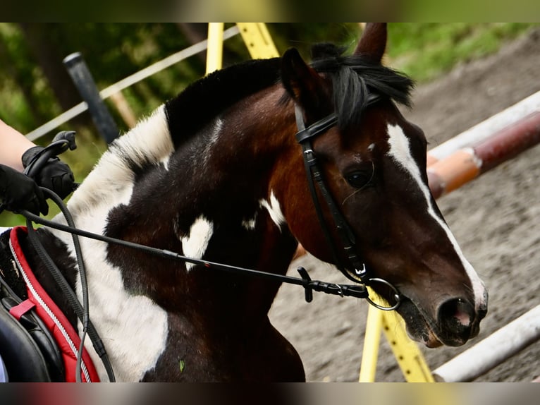 Meer ponys/kleine paarden Mix Ruin 16 Jaar 130 cm Gevlekt-paard in Błędowa Tyczyńska