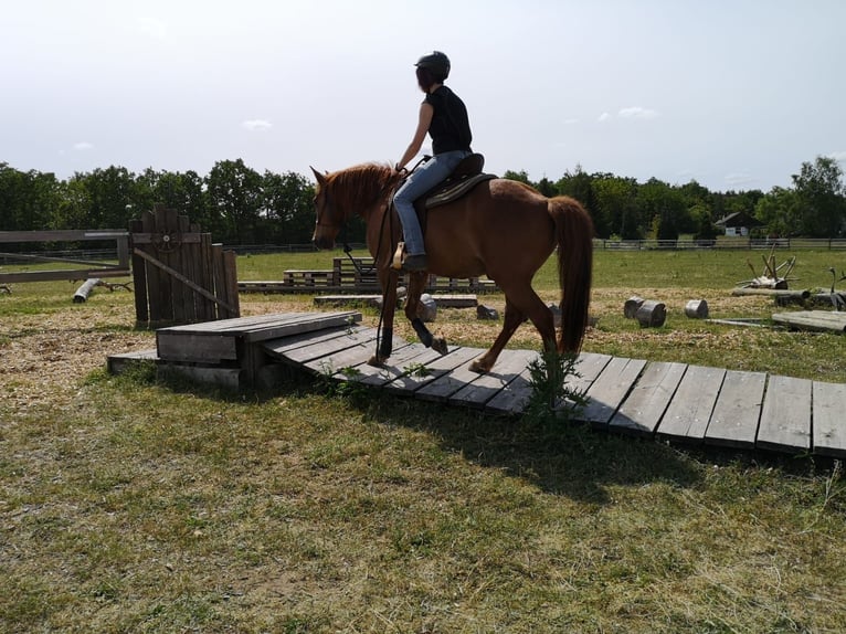 Meer ponys/kleine paarden Mix Ruin 16 Jaar 148 cm Vos in Freystadt