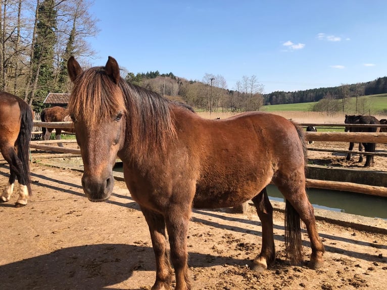 Meer ponys/kleine paarden Mix Ruin 16 Jaar  in Schiltberg
