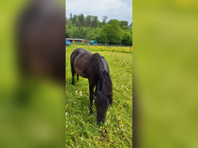 Meer ponys/kleine paarden Ruin 17 Jaar 110 cm Zwart in Löffingen