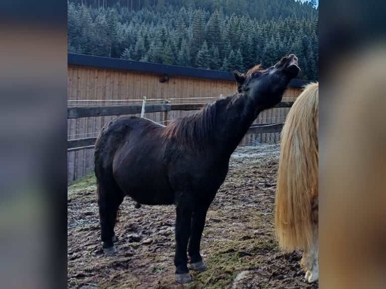 Meer ponys/kleine paarden Ruin 17 Jaar 110 cm Zwart in Löffingen