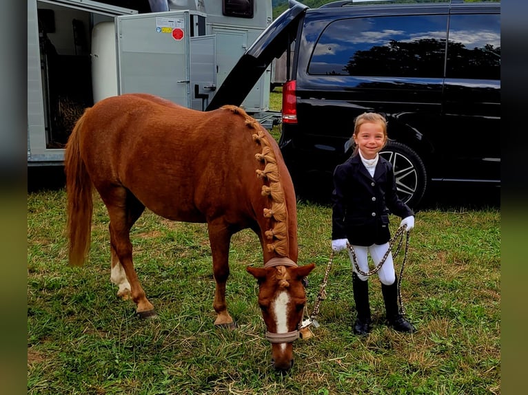 Meer ponys/kleine paarden Mix Ruin 17 Jaar 115 cm Vos in Bisingen