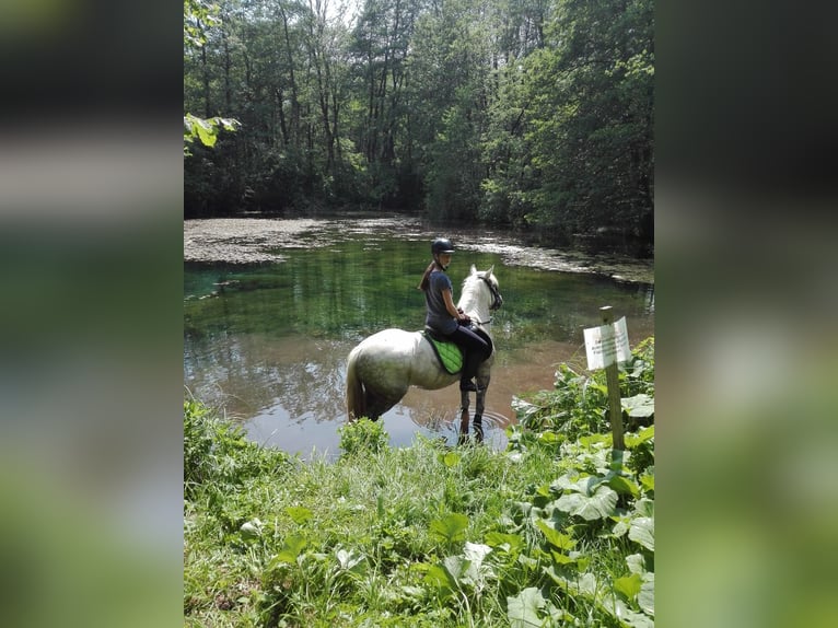 Meer ponys/kleine paarden Mix Ruin 17 Jaar 148 cm Schimmel in Haimburg
