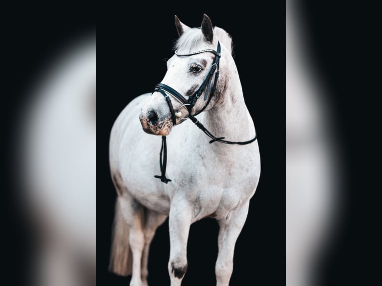 Meer ponys/kleine paarden Mix Ruin 18 Jaar 130 cm Schimmel in Uslar