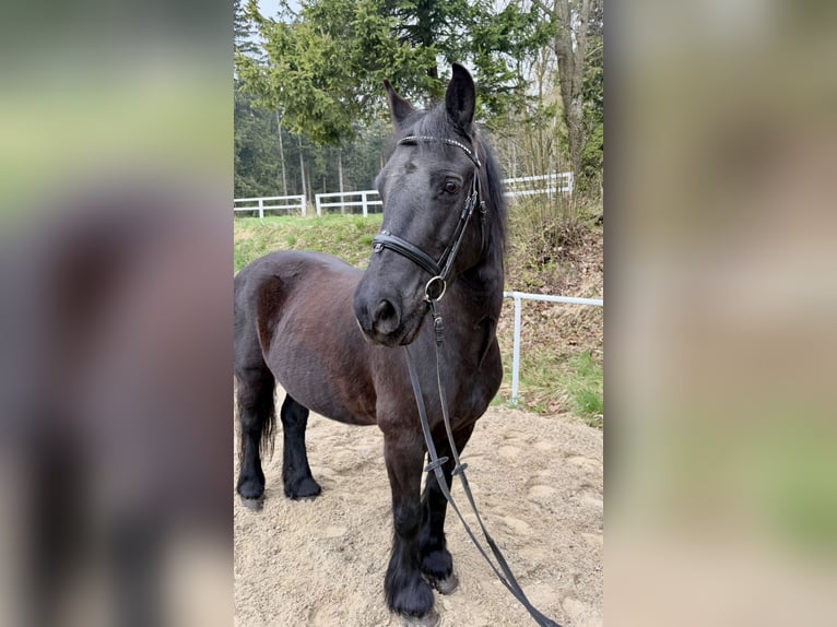 Meer ponys/kleine paarden Ruin 18 Jaar 148 cm Zwart in Pelmberg