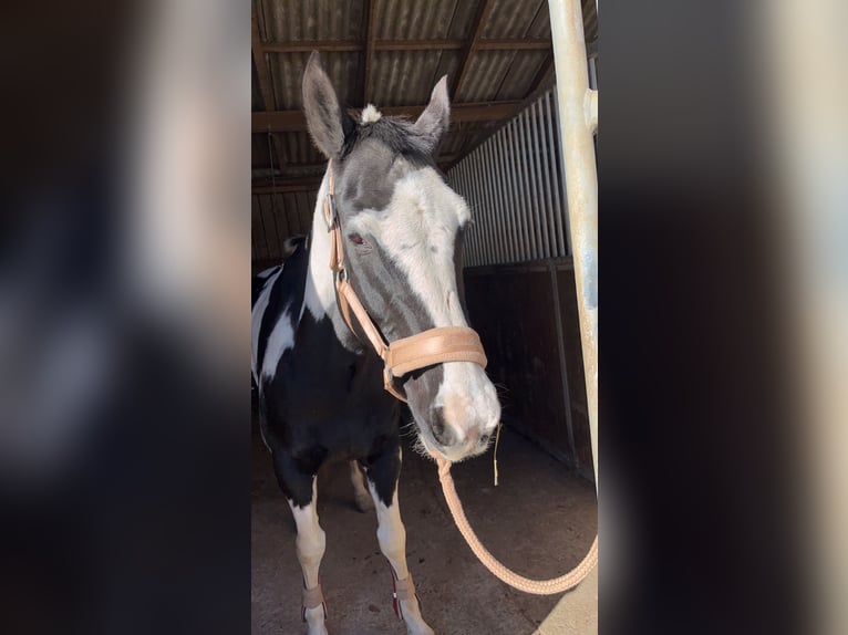 Meer ponys/kleine paarden Mix Ruin 18 Jaar 154 cm Gevlekt-paard in Neunkirchen-Seelscheid
