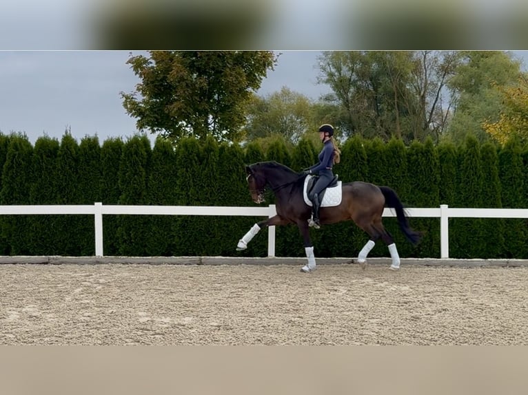 Meer ponys/kleine paarden Ruin 18 Jaar 172 cm Bruin in Schw&#xE4;bisch Hall