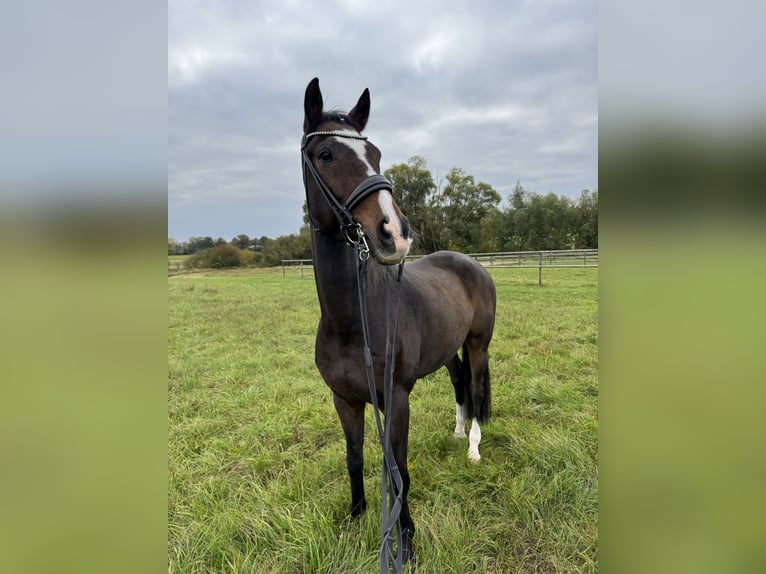 Meer ponys/kleine paarden Ruin 18 Jaar 172 cm Bruin in Schw&#xE4;bisch Hall