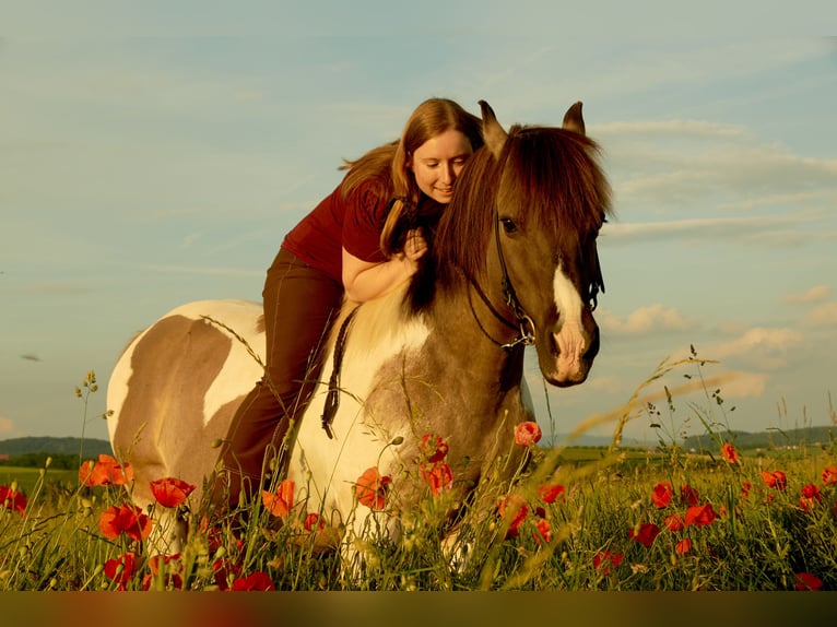 Meer ponys/kleine paarden Mix Ruin 19 Jaar 135 cm Gevlekt-paard in Neum&#xFC;nster