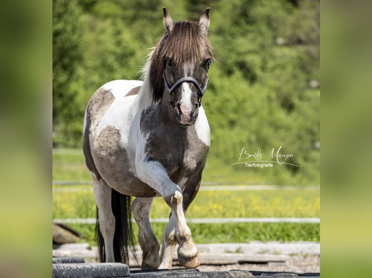 Meer ponys/kleine paarden Mix Ruin 19 Jaar 135 cm Gevlekt-paard in Neum&#xFC;nster