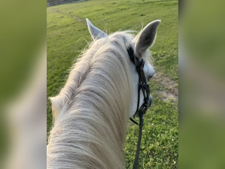 Meer ponys/kleine paarden Mix Ruin 19 Jaar 139 cm Schimmel in D&#xF6;rpling