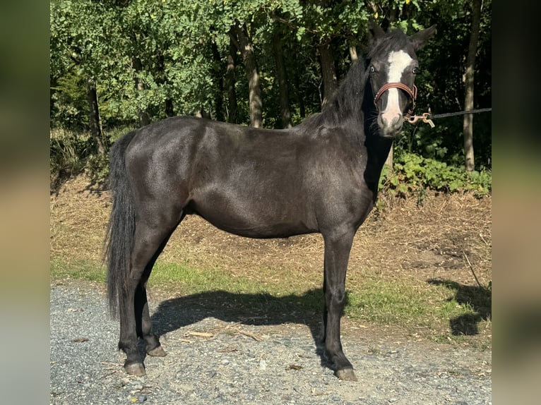 Meer ponys/kleine paarden Ruin 1 Jaar 130 cm Zwart in Reinersdorf