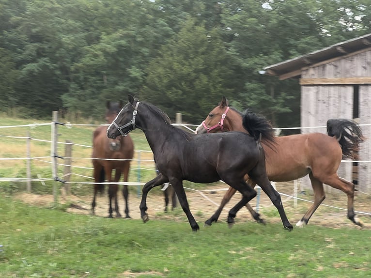 Meer ponys/kleine paarden Ruin 1 Jaar 130 cm Zwart in Reinersdorf