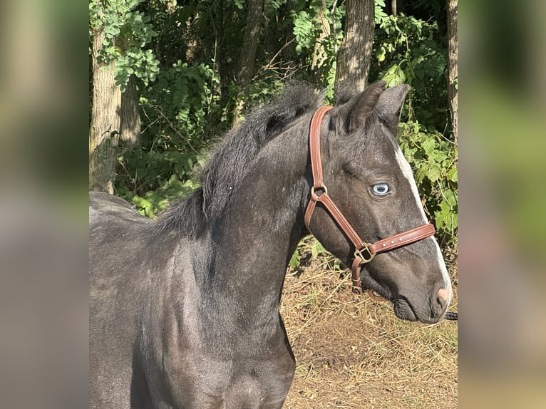 Meer ponys/kleine paarden Ruin 1 Jaar 130 cm Zwart in Reinersdorf