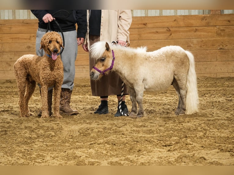 Meer ponys/kleine paarden Ruin 1 Jaar 66 cm  in Fresno