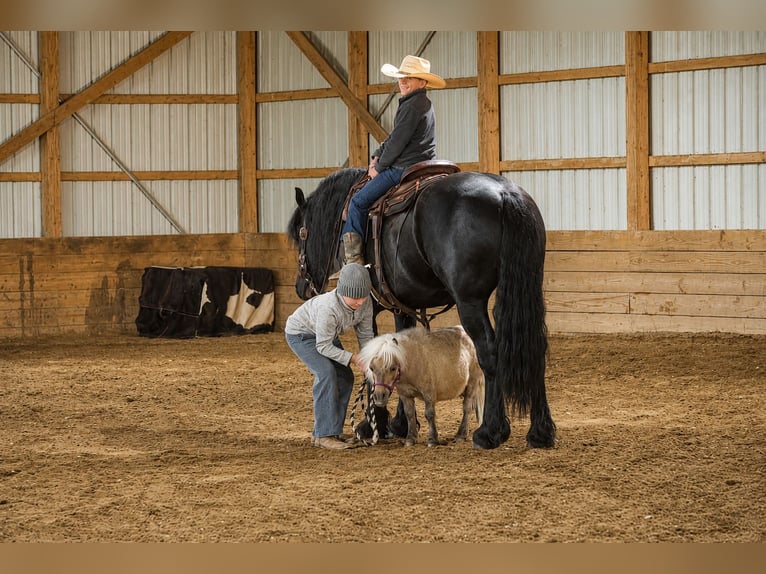Meer ponys/kleine paarden Ruin 1 Jaar 66 cm  in Fresno