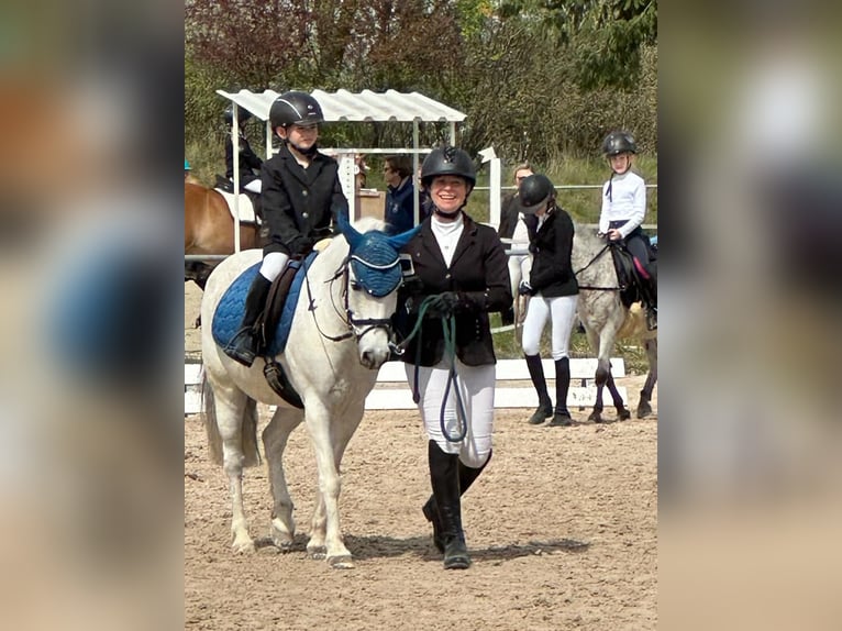 Meer ponys/kleine paarden Ruin 20 Jaar 130 cm Schimmel in Eschbach