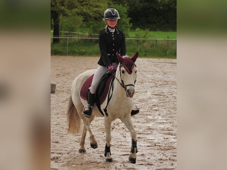 Meer ponys/kleine paarden Ruin 20 Jaar 130 cm Schimmel in Eschbach