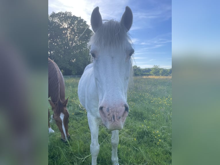 Meer ponys/kleine paarden Mix Ruin 25 Jaar 143 cm Schimmel in Wesel