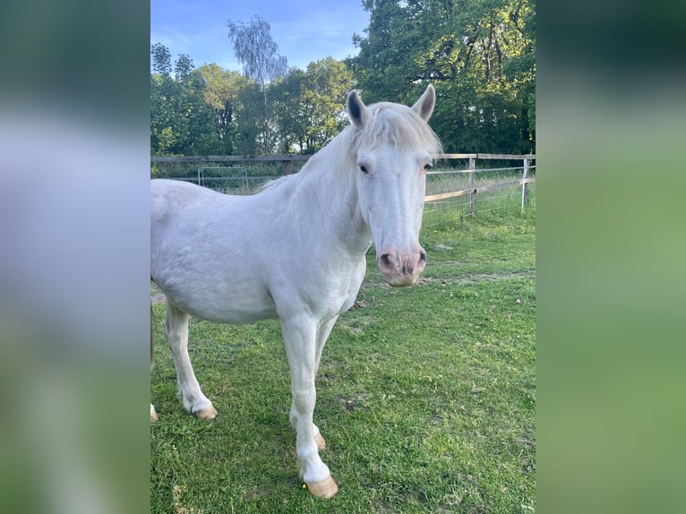 Meer ponys/kleine paarden Mix Ruin 25 Jaar 143 cm Schimmel in Wesel