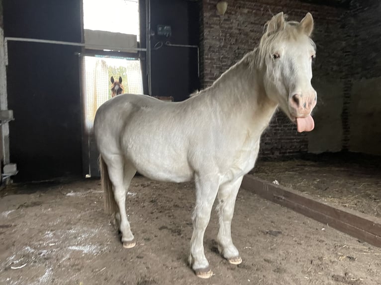 Meer ponys/kleine paarden Mix Ruin 25 Jaar 143 cm Schimmel in Wesel