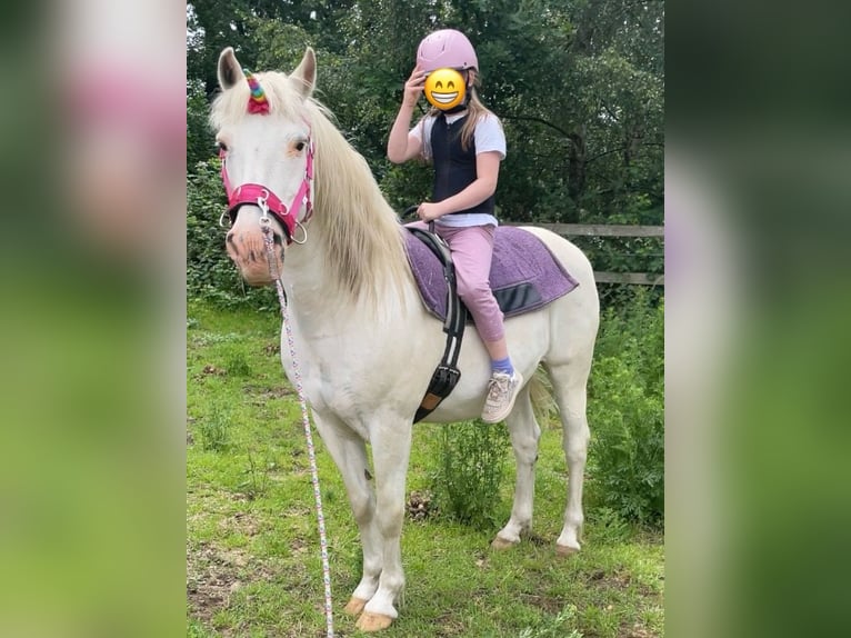 Meer ponys/kleine paarden Mix Ruin 25 Jaar 143 cm Schimmel in Wesel