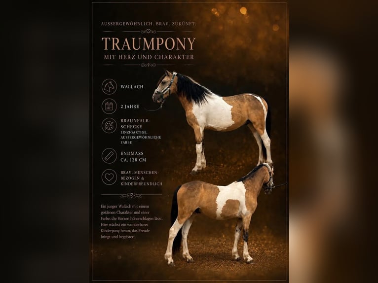 Meer ponys/kleine paarden Ruin 2 Jaar 138 cm Gevlekt-paard in Heiligenbrunn