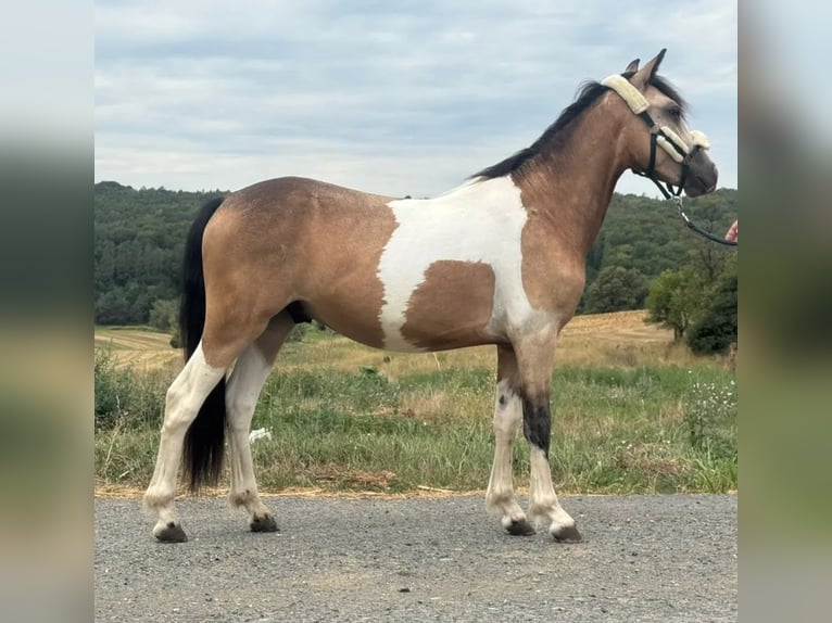 Meer ponys/kleine paarden Ruin 2 Jaar 138 cm Gevlekt-paard in Heiligenbrunn