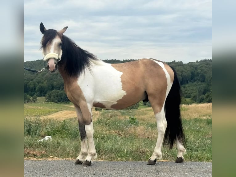 Meer ponys/kleine paarden Ruin 2 Jaar 138 cm Gevlekt-paard in Heiligenbrunn