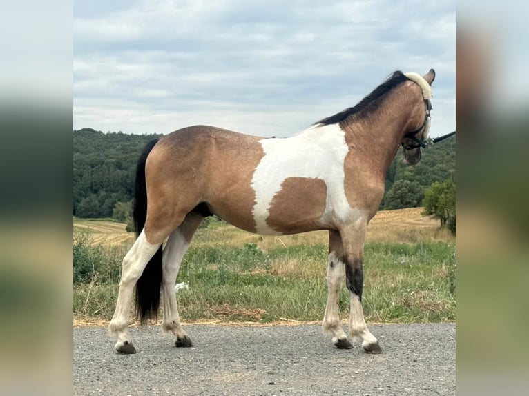 Meer ponys/kleine paarden Ruin 2 Jaar 138 cm Gevlekt-paard in Heiligenbrunn
