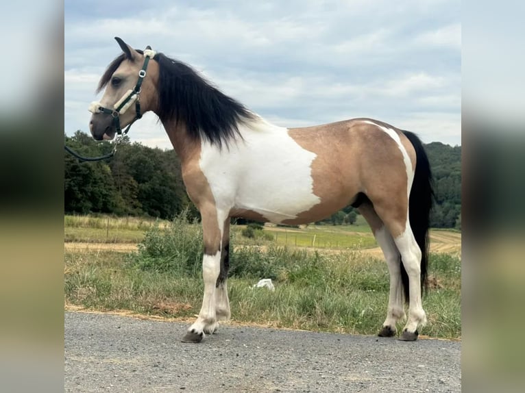 Meer ponys/kleine paarden Ruin 2 Jaar 138 cm Gevlekt-paard in Heiligenbrunn
