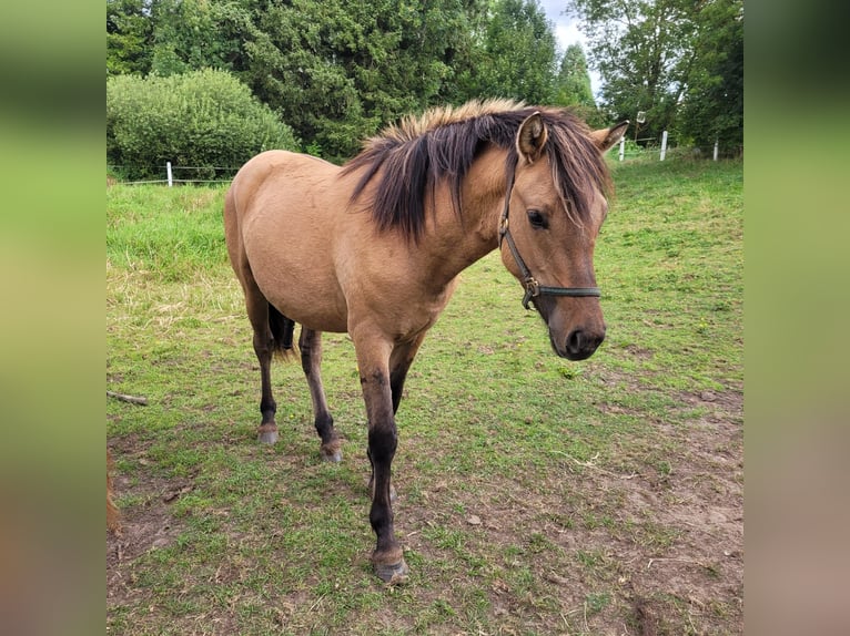 Meer ponys/kleine paarden Ruin 2 Jaar 148 cm Falbe in Klein Pampau