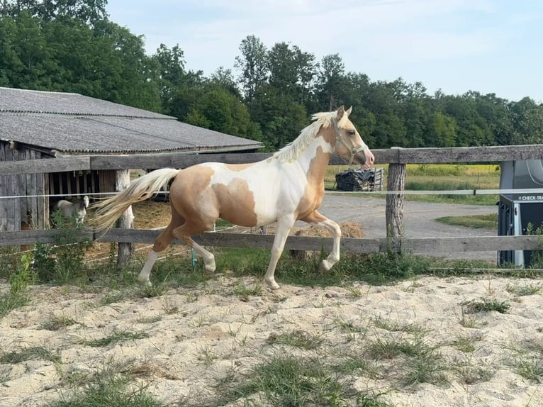 Meer ponys/kleine paarden Ruin 2 Jaar 148 cm Gevlekt-paard in Heiligenbrunn