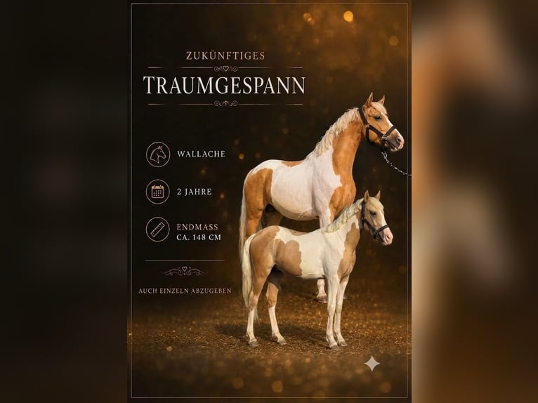 Meer ponys/kleine paarden Ruin 2 Jaar 148 cm Gevlekt-paard in Heiligenbrunn