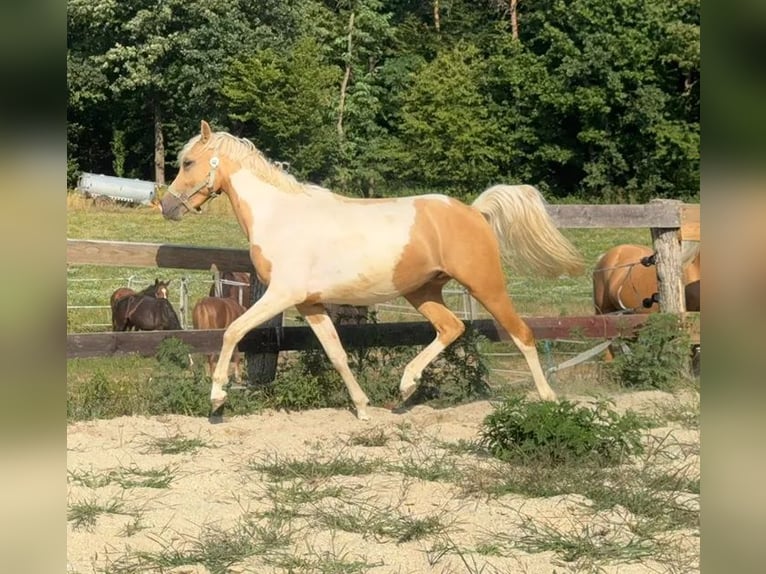 Meer ponys/kleine paarden Ruin 2 Jaar 148 cm Gevlekt-paard in Heiligenbrunn