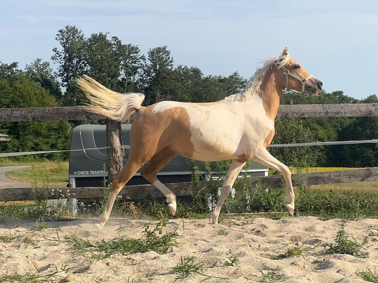 Meer ponys/kleine paarden Ruin 2 Jaar 148 cm Gevlekt-paard in Heiligenbrunn