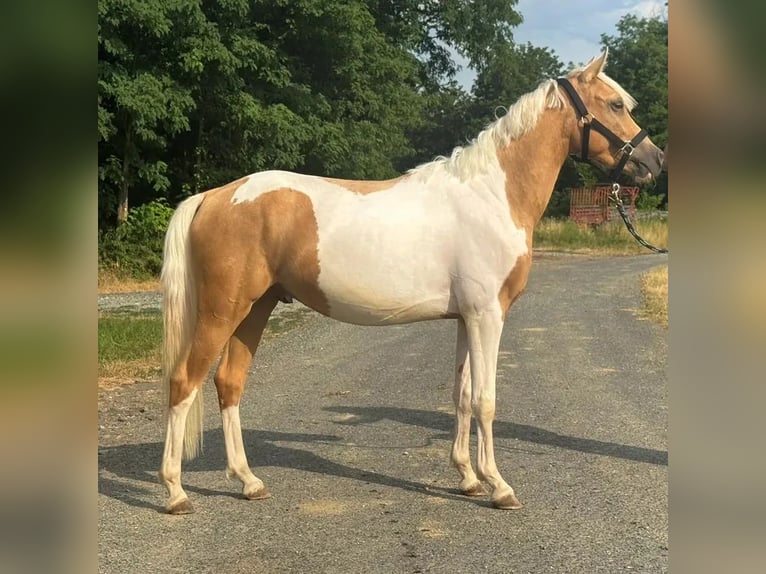 Meer ponys/kleine paarden Ruin 2 Jaar 148 cm Gevlekt-paard in Heiligenbrunn