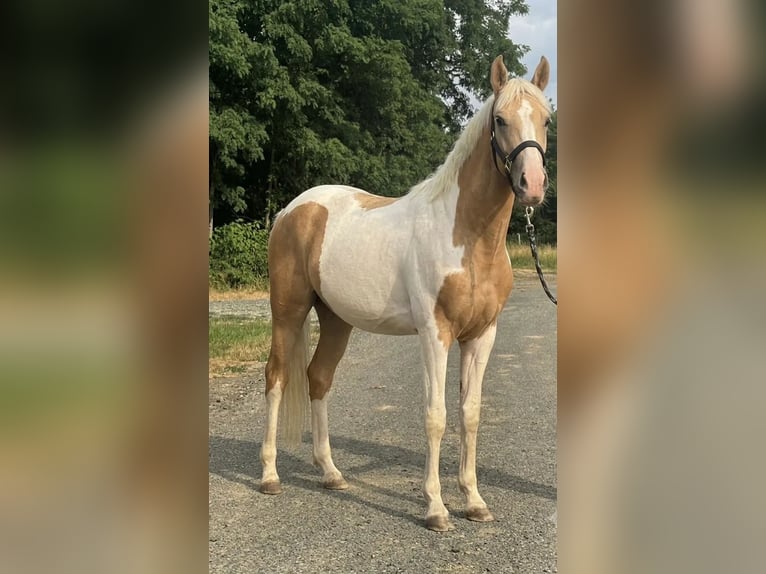 Meer ponys/kleine paarden Ruin 2 Jaar 148 cm Gevlekt-paard in Heiligenbrunn
