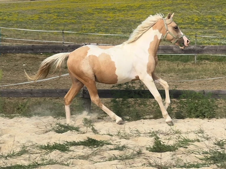 Meer ponys/kleine paarden Ruin 2 Jaar 148 cm Gevlekt-paard in Heiligenbrunn